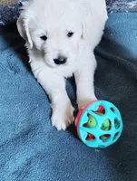 Sunny, a female Golden Retriever for sale in Plainfield, WI – Photo 2 of 10