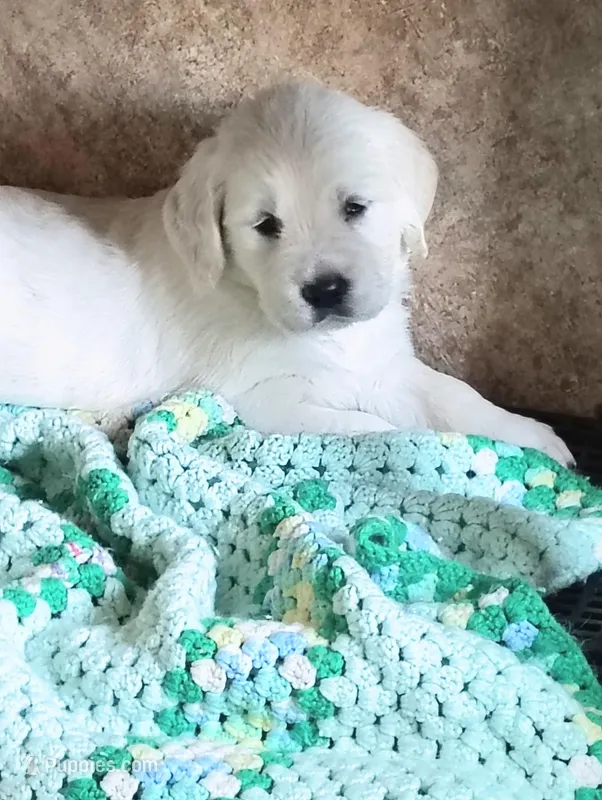 Sunny, a female Golden Retriever for sale in Plainfield, WI – Photo 1 of 10