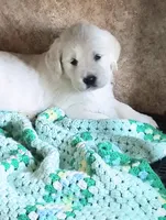 Sunny, a female Golden Retriever for sale in Plainfield, WI – Photo 1 of 10