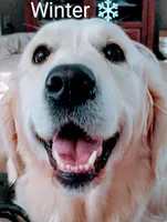 Sunny, a female Golden Retriever for sale in Plainfield, WI – Photo 8 of 10