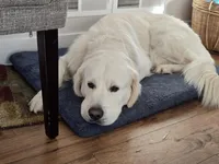 Sunny, a female Golden Retriever for sale in Plainfield, WI – Photo 6 of 10