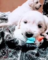 Sunny, a female Golden Retriever for sale in Plainfield, WI – Photo 7 of 10