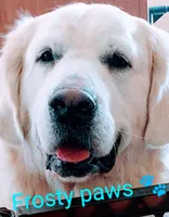 Sunny, a female Golden Retriever for sale in Plainfield, WI – Photo 9 of 10