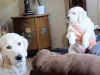 Sunny, a female English Cream Golden Retriever for sale in Plainfield, WI – Photo 4 of 10