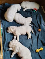 Sunny, a female English Cream Golden Retriever for sale in Plainfield, WI – Photo 5 of 10