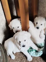 Sunny, a female English Cream Golden Retriever for sale in Plainfield, WI – Photo 3 of 10