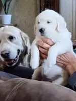 Sunny, a female English Cream Golden Retriever for sale in Plainfield, WI – Photo 6 of 10