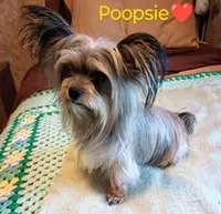 Blossom , a female Yorkshire Terrier for sale in Plainfield, WI – Photo 9 of 9