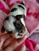 Blossom , a female Yorkshire Terrier for sale in Plainfield, WI – Photo 5 of 9