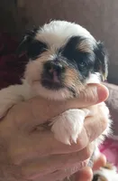 Blossom , a female Yorkshire Terrier for sale in Plainfield, WI – Photo 3 of 9