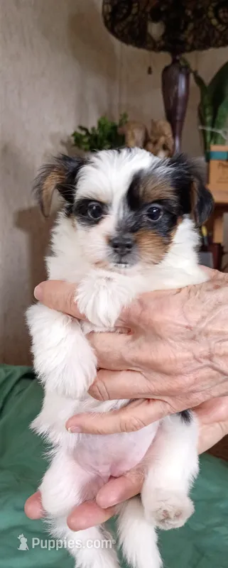 Blossom  – Yorkshire Terrier puppy for sale in Plainfield, WI