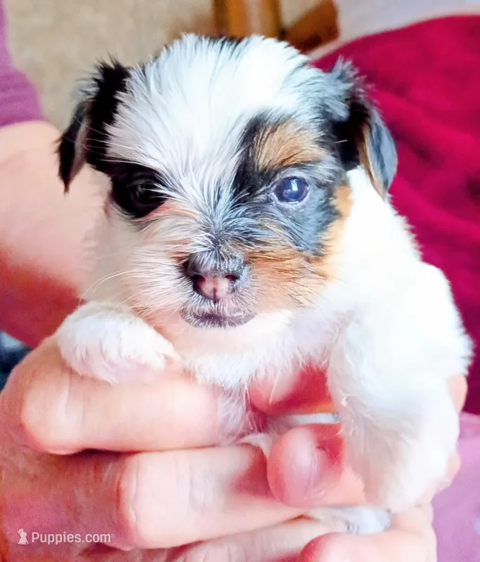 Blossom  – Yorkshire Terrier puppy for sale in Plainfield, WI