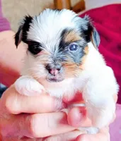 Blossom , a female Yorkshire Terrier for sale in Plainfield, WI – Photo 1 of 9