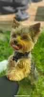 Blossom , a female Yorkshire Terrier for sale in Plainfield, WI – Photo 6 of 9