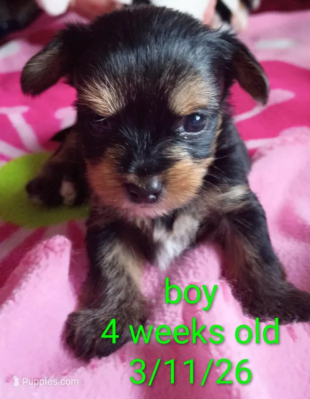 Jelly bean – Yorkshire Terrier puppy for sale in Plainfield, WI