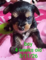 Jelly bean, a male Yorkshire Terrier for sale in Plainfield, WI – Photo 1 of 8