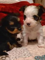 Jelly bean, a male Yorkshire Terrier for sale in Plainfield, WI – Photo 4 of 8