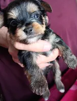 Jelly bean, a male Yorkshire Terrier for sale in Plainfield, WI – Photo 2 of 8