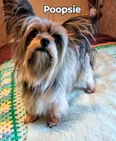 Waffles, a male Yorkshire Terrier for sale in Plainfield, WI – Photo 7 of 8