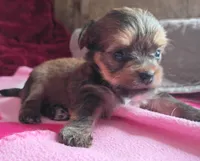 Waffles, a male Yorkshire Terrier for sale in Plainfield, WI – Photo 3 of 8