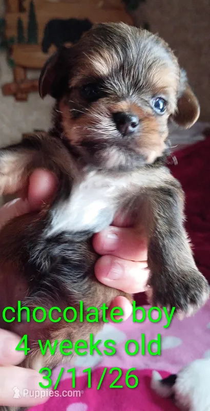Waffles – Yorkshire Terrier puppy for sale in Plainfield, WI
