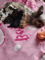 Waffles, a male Yorkshire Terrier for sale in Plainfield, WI – Photo 4 of 8