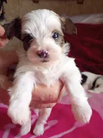 Doo dah, a male Yorkshire Terrier for sale in Plainfield, WI – Photo 2 of 10