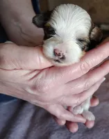 Doo dah, a male Yorkshire Terrier for sale in Plainfield, WI – Photo 4 of 10