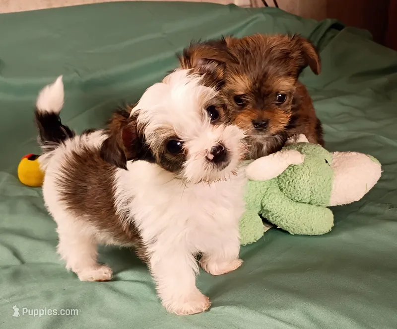 Doo dah – Yorkshire Terrier puppy for sale in Plainfield, WI