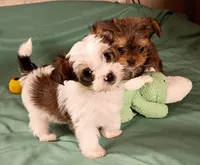 Doo dah, a male Yorkshire Terrier for sale in Plainfield, WI – Photo 1 of 10