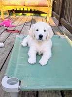 Due in May , a  English Cream Golden Retriever for sale in Plainfield, WI – Photo 7 of 10