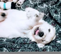 Due in May , a  English Cream Golden Retriever for sale in Plainfield, WI – Photo 3 of 10