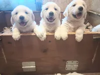 Due in May , a  English Cream Golden Retriever for sale in Plainfield, WI – Photo 5 of 10