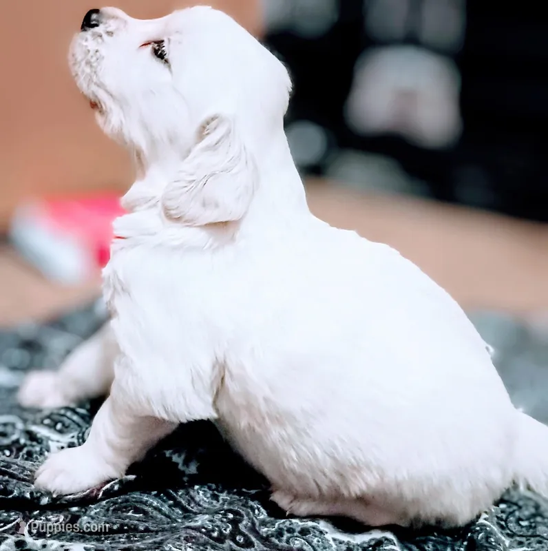 Due in May  – English Cream Golden Retriever puppy for sale in Plainfield, WI