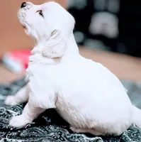 Due in May , a  English Cream Golden Retriever for sale in Plainfield, WI – Photo 1 of 10