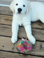 Due in May , a  English Cream Golden Retriever for sale in Plainfield, WI – Photo 6 of 10