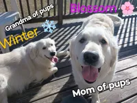 Due in May , a  English Cream Golden Retriever for sale in Plainfield, WI – Photo 9 of 10