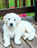 Due in May , a  English Cream Golden Retriever for sale in Plainfield, WI – Photo 4 of 10
