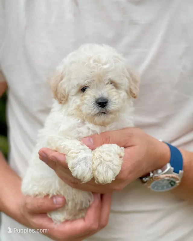 Toto – Maltipoo puppy for sale in Sacramento, CA