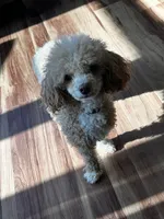 Umi, a female Maltipoo for sale in Newnan, GA – 2 of 3