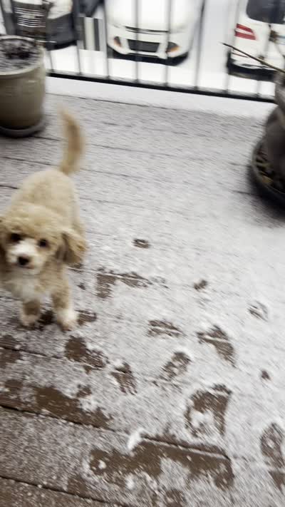 Umi, a female Maltipoo for sale in Newnan, GA – 3 of 3