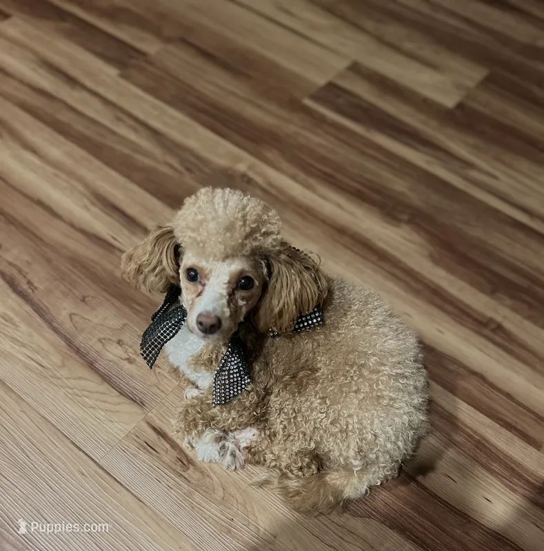 Umi – Maltipoo puppy for sale in Newnan, GA