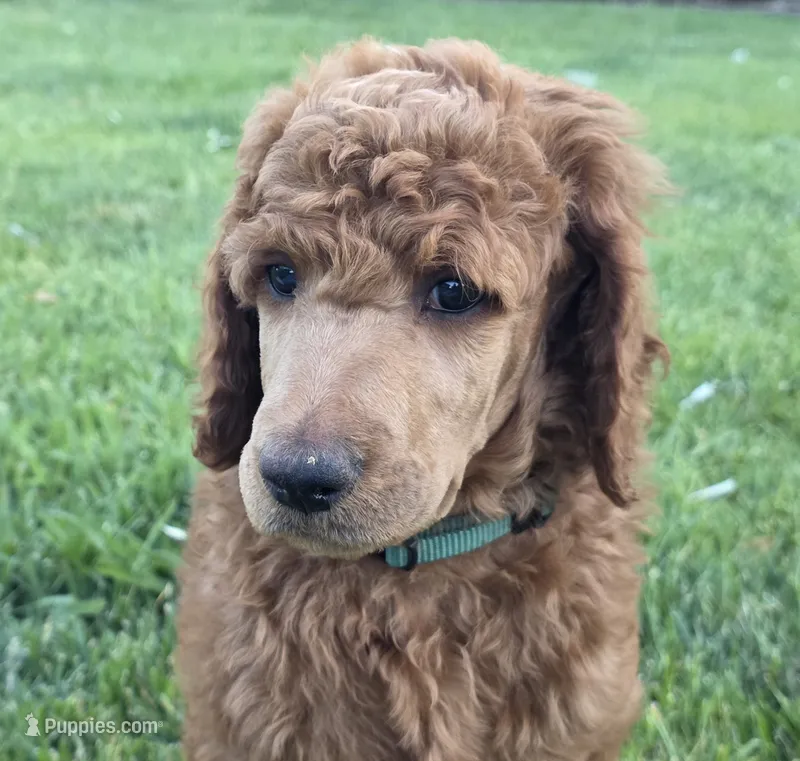 Tank (Green Collar) – Poodle - Standard  puppy for sale in Fairfield, CA