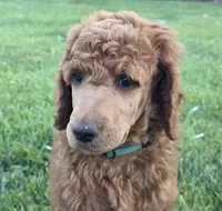Tank (Green Collar), a male Poodle - Standard  for sale in Fairfield, CA – 1 of 4