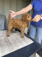 Lili (Purple Collar), a female Poodle - Standard  for sale in Fairfield, CA – 2 of 2