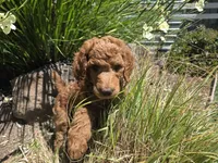 Tank (Green Collar), a male Poodle - Standard  for sale in Fairfield, CA – 3 of 4