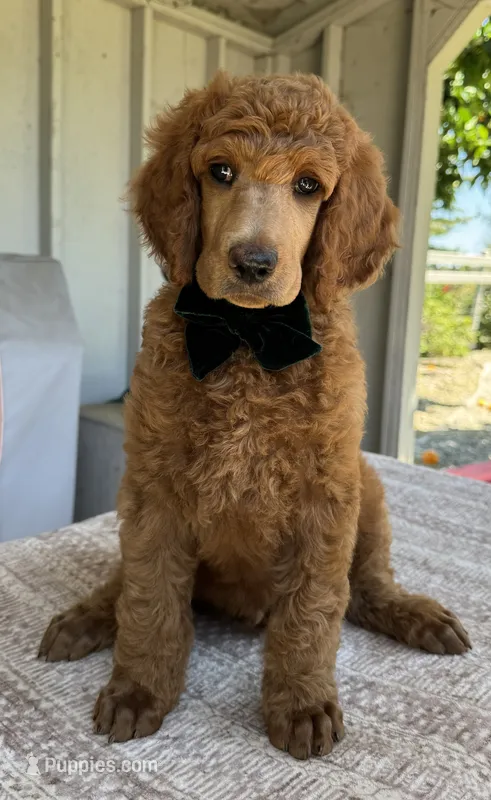 Tank (Green Collar) – Poodle - Standard  puppy for sale in Fairfield, CA