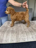 Clara (Pink collar), a female Poodle - Standard  for sale in Fairfield, CA – 3 of 3