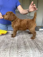Tank (Green Collar), a male Poodle - Standard  for sale in Fairfield, CA – 2 of 4
