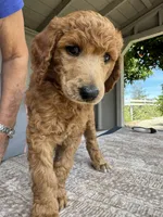 Clara (Pink collar), a female Poodle - Standard  for sale in Fairfield, CA – 2 of 3